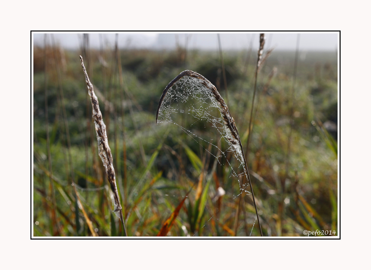 Herbstwiese