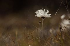 Herbstwiese