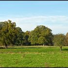 Herbstwiese