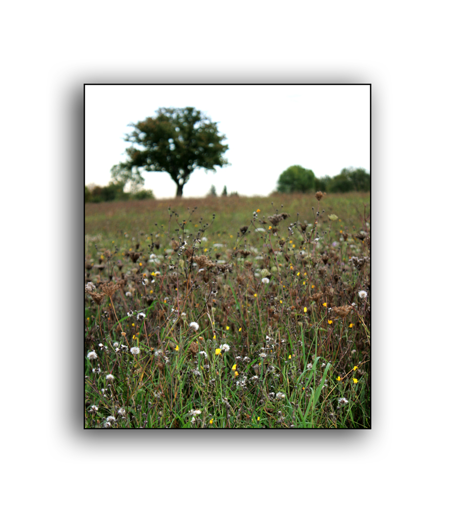 Herbstwiese