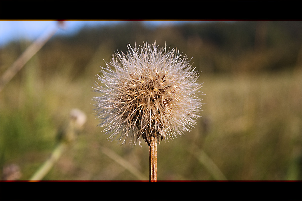 Herbstwiese