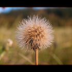 Herbstwiese