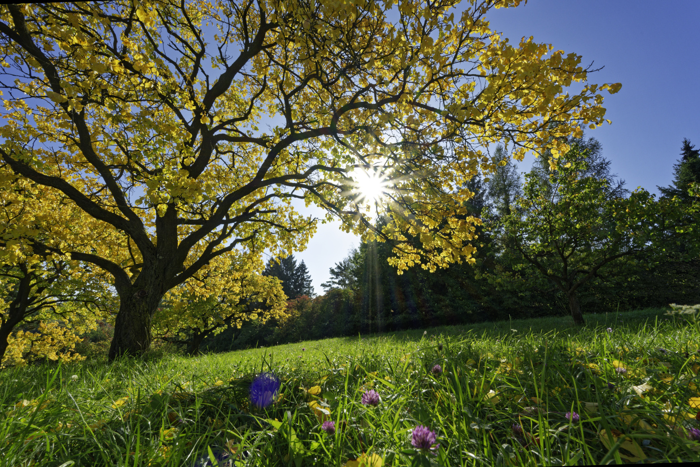 Herbstwiese