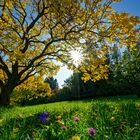 Herbstwiese