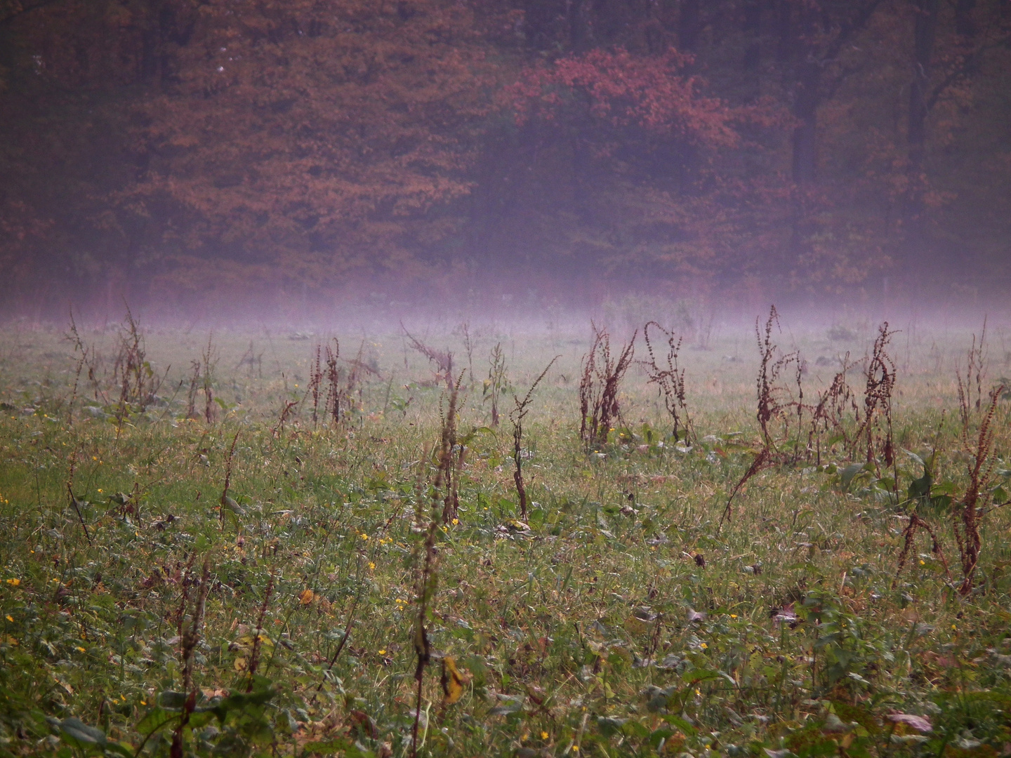 Herbstwiese am frühen Abend