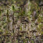 HERBSTWIESE AN EINEM SOMMERTAG