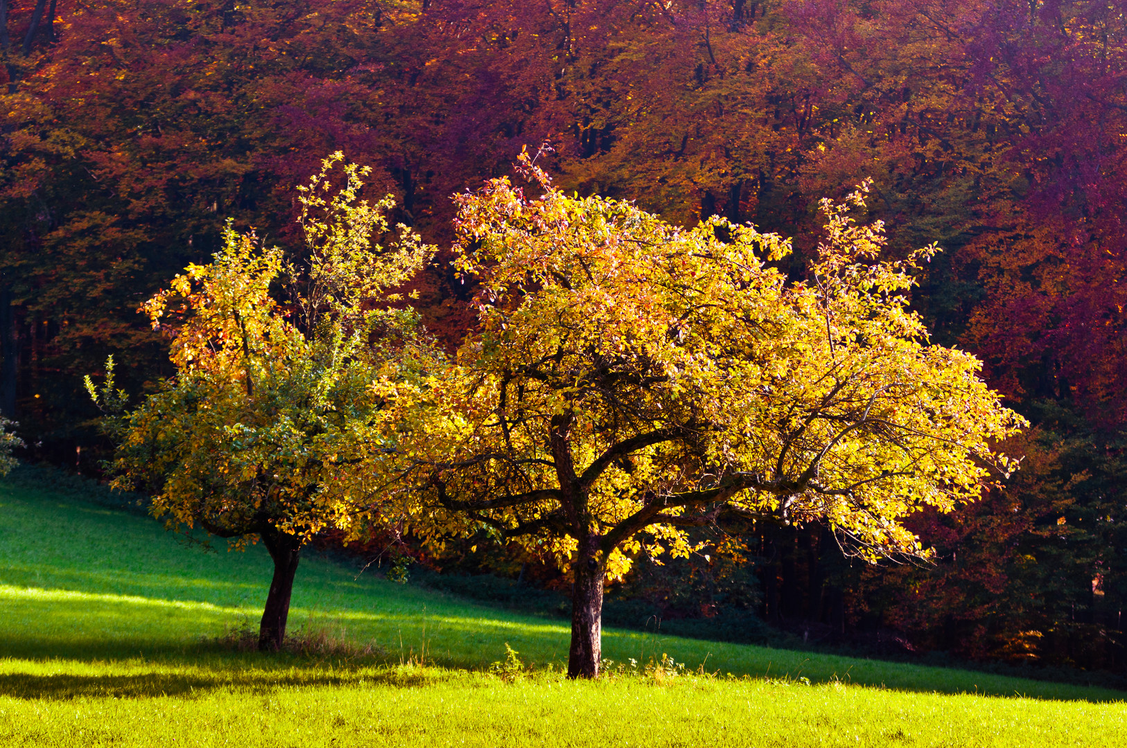 Herbstwiese