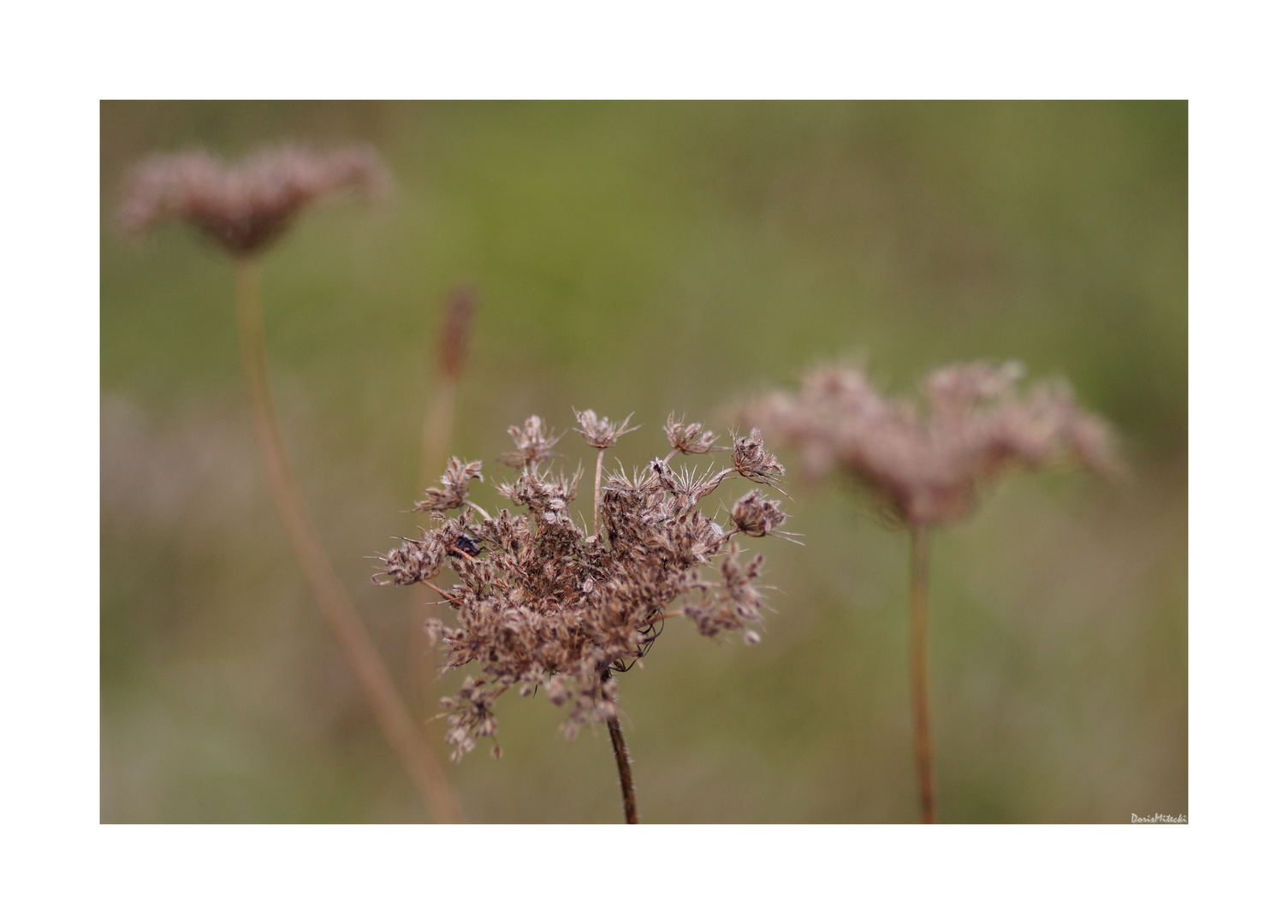 Herbstwiese