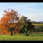 Herbstwiese