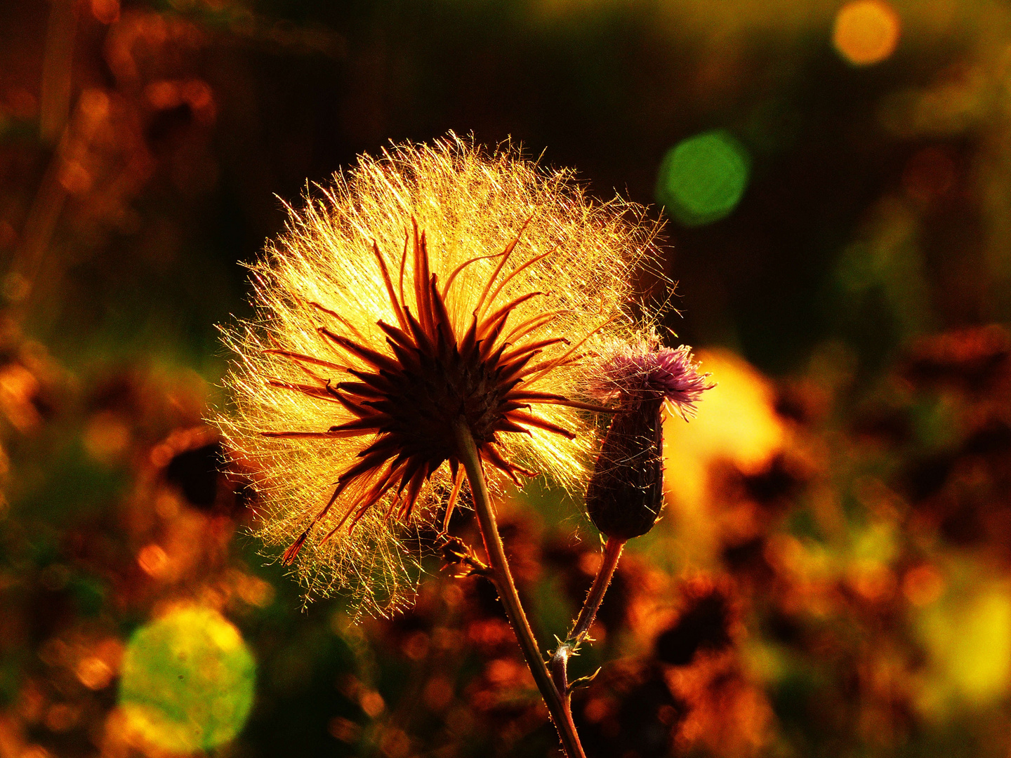 Herbstwiese im Gegenlicht