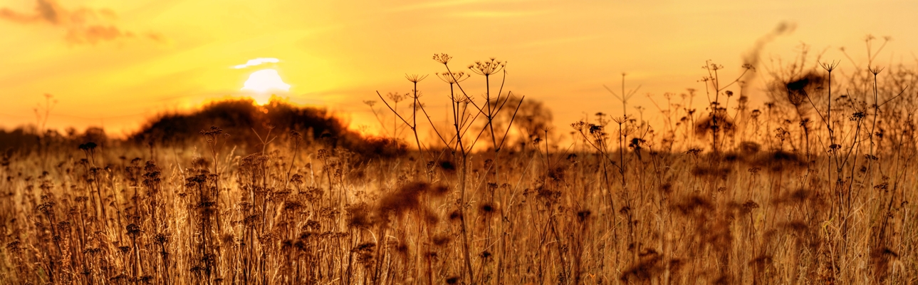 Herbstwiese im Sonnenuntergang