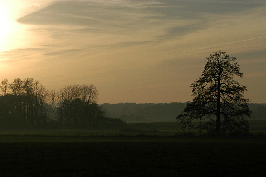 Herbstwiese im Sonnenuntergang