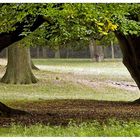 Herbstwiese im Wildpark...