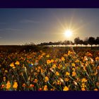 Herbstwiese kurz vor Sonnenuntergang