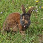 Herbstwiese mit Kaninchen