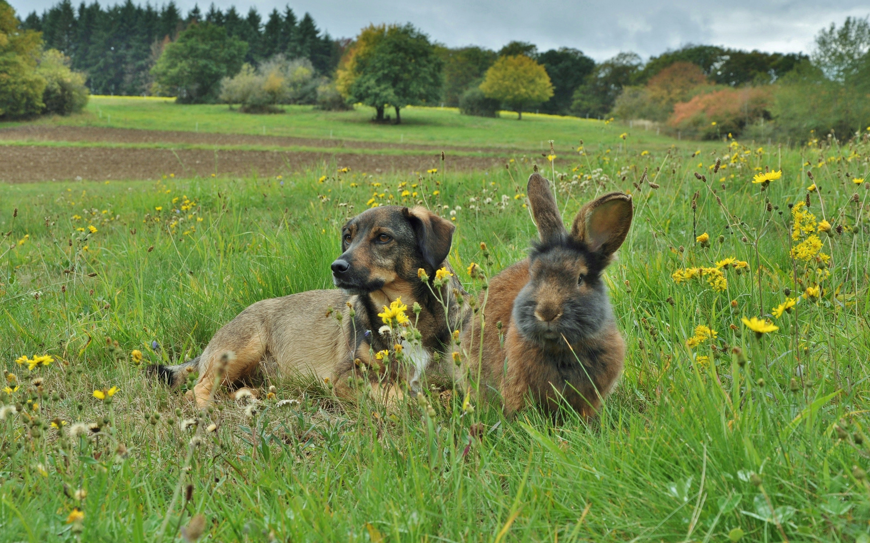 Herbstwiese mit Kaninchen & Hund