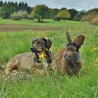 Herbstwiese mit Kaninchen & Hund