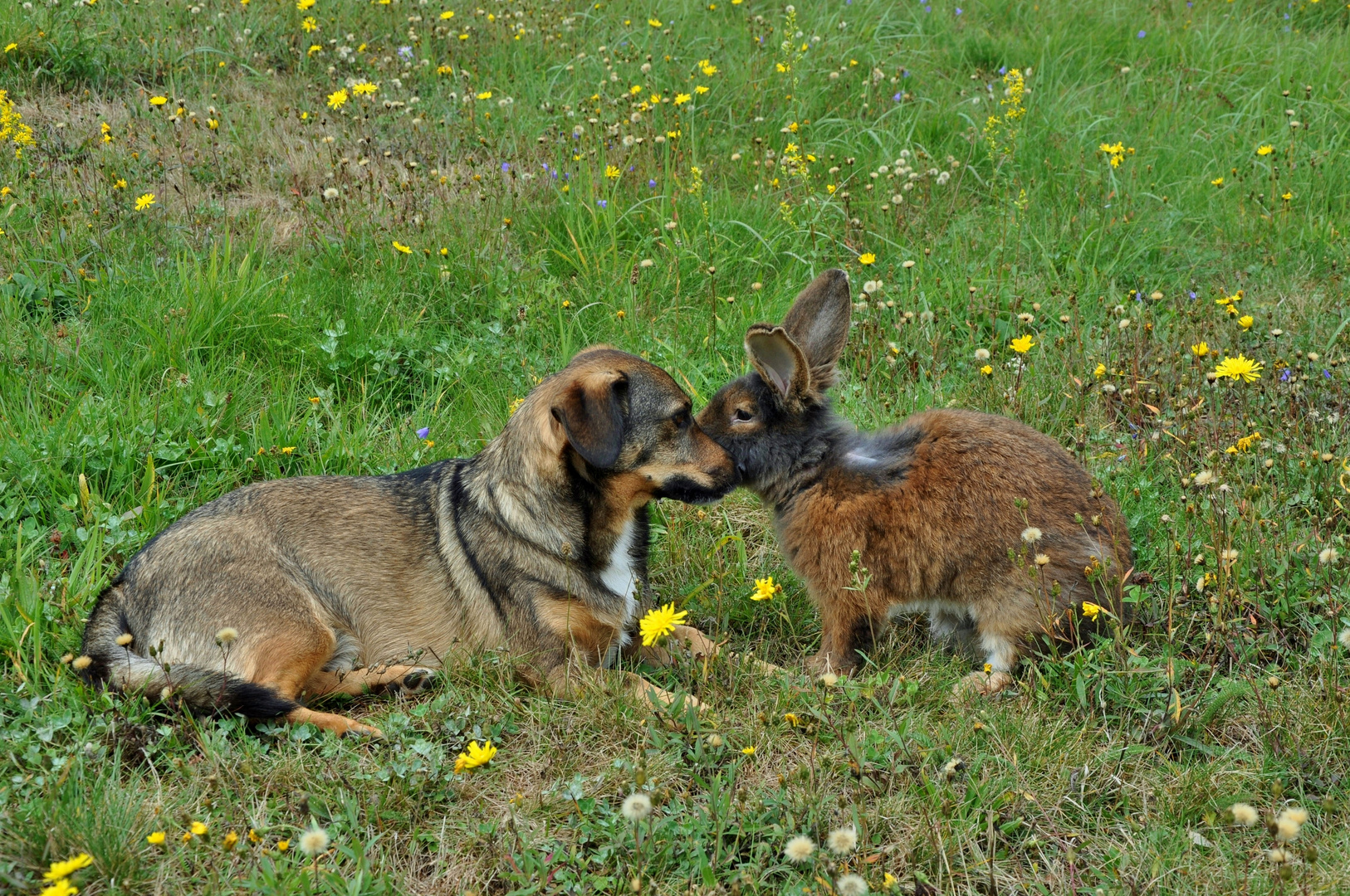 Herbstwiese mit Kaninchen & Hund_02