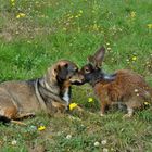 Herbstwiese mit Kaninchen & Hund_02