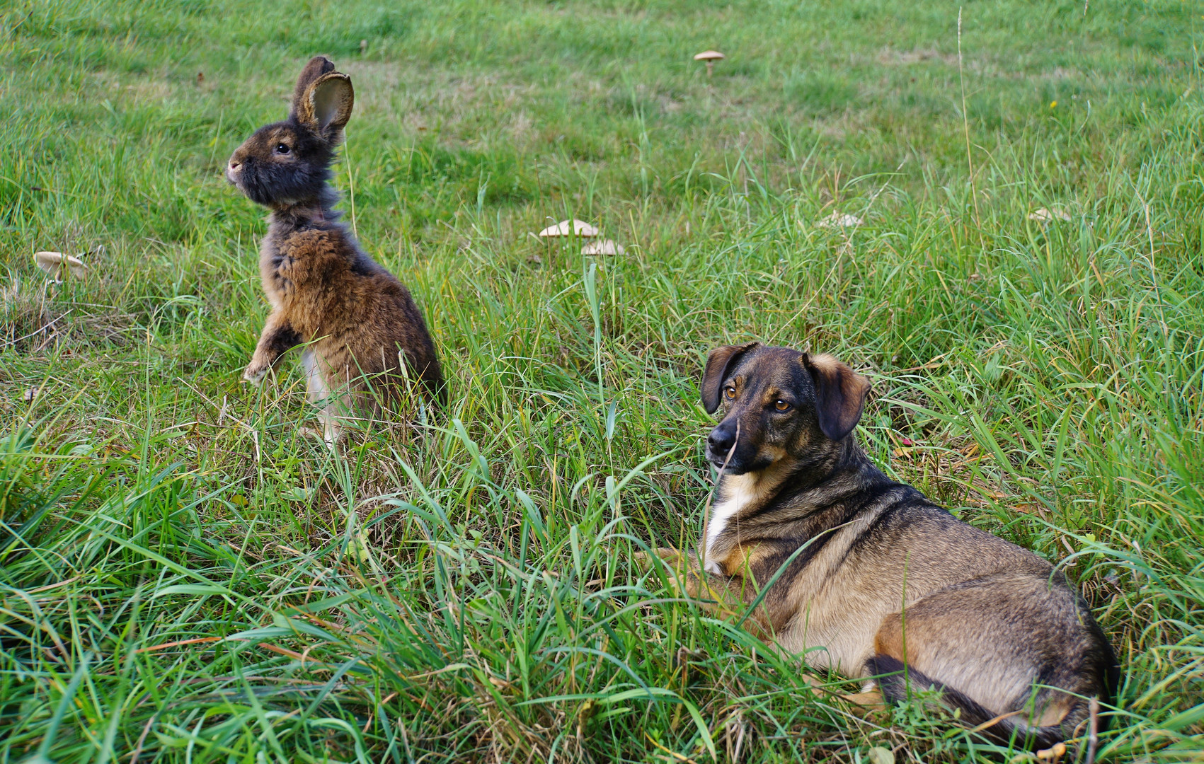 Herbstwiese mit Kaninchen & Hund_03