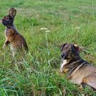 Herbstwiese mit Kaninchen & Hund_03