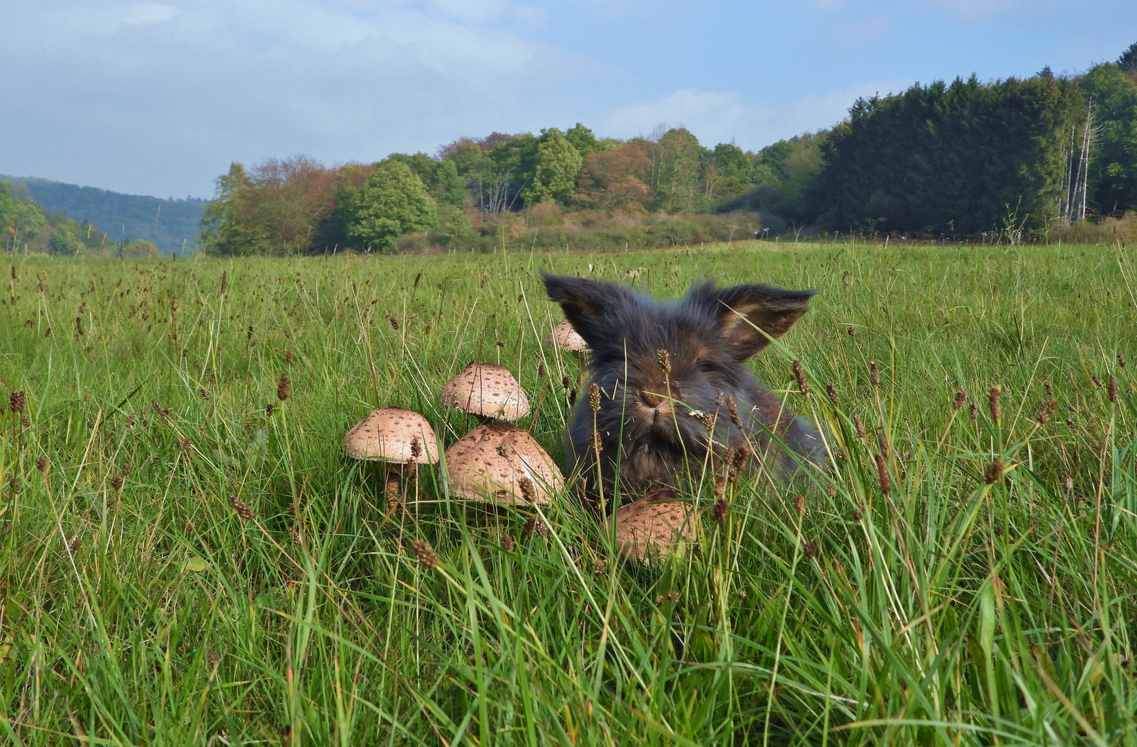 Herbstwiese mit Parasol & Bartkaninchen_01