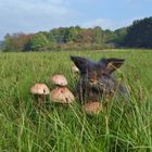 Herbstwiese mit Parasol & Bartkaninchen_01