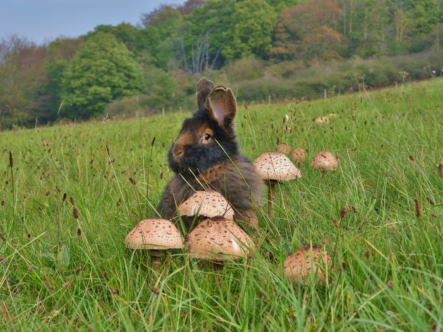 Herbstwiese mit Parasol & Bartkaninchen_02