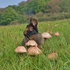 Herbstwiese mit Parasol & Bartkaninchen_02