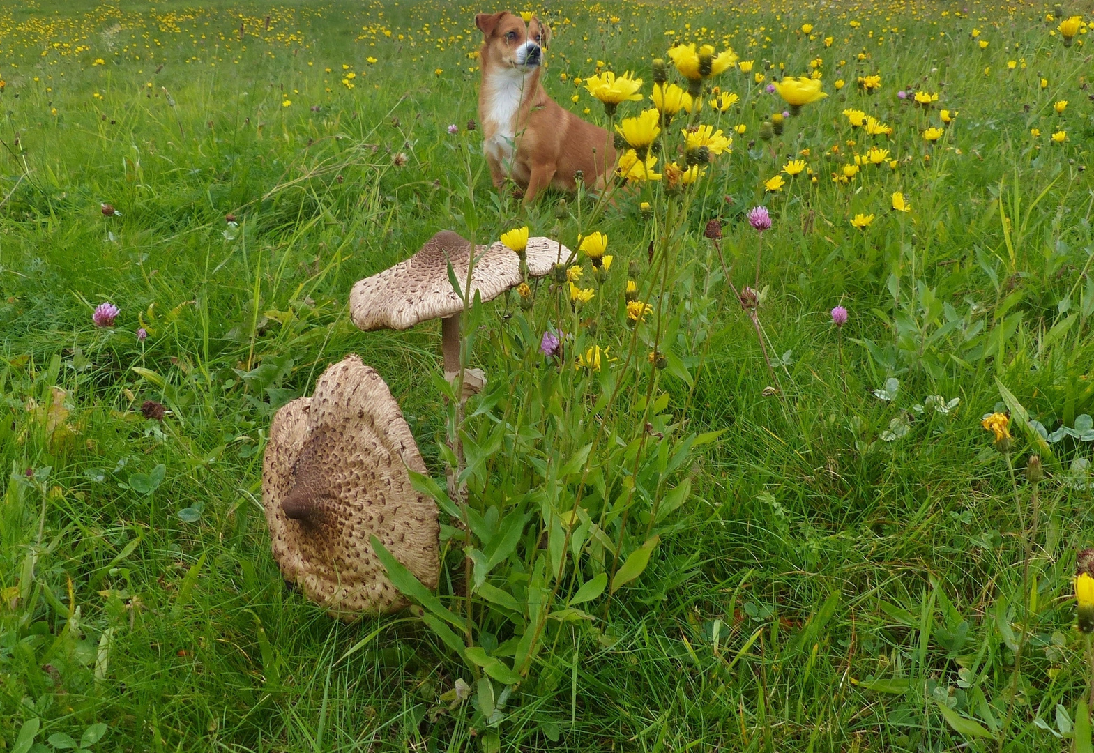 Herbstwiese mit Parasolpilzen