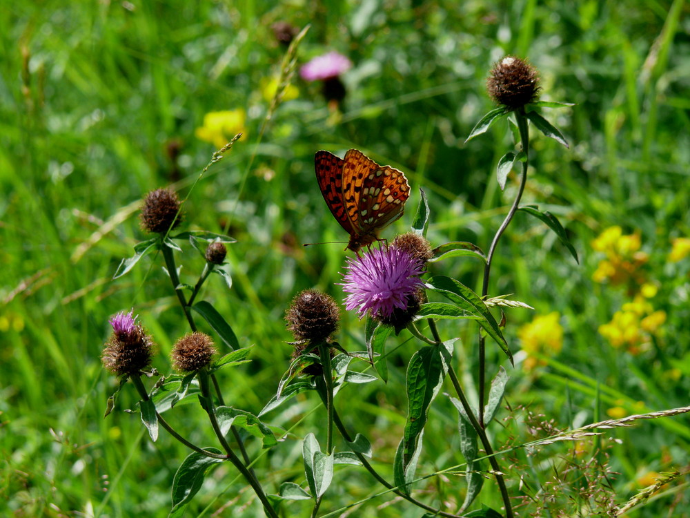 Herbstwiese mit Schmetterling