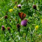 Herbstwiese mit Schmetterling