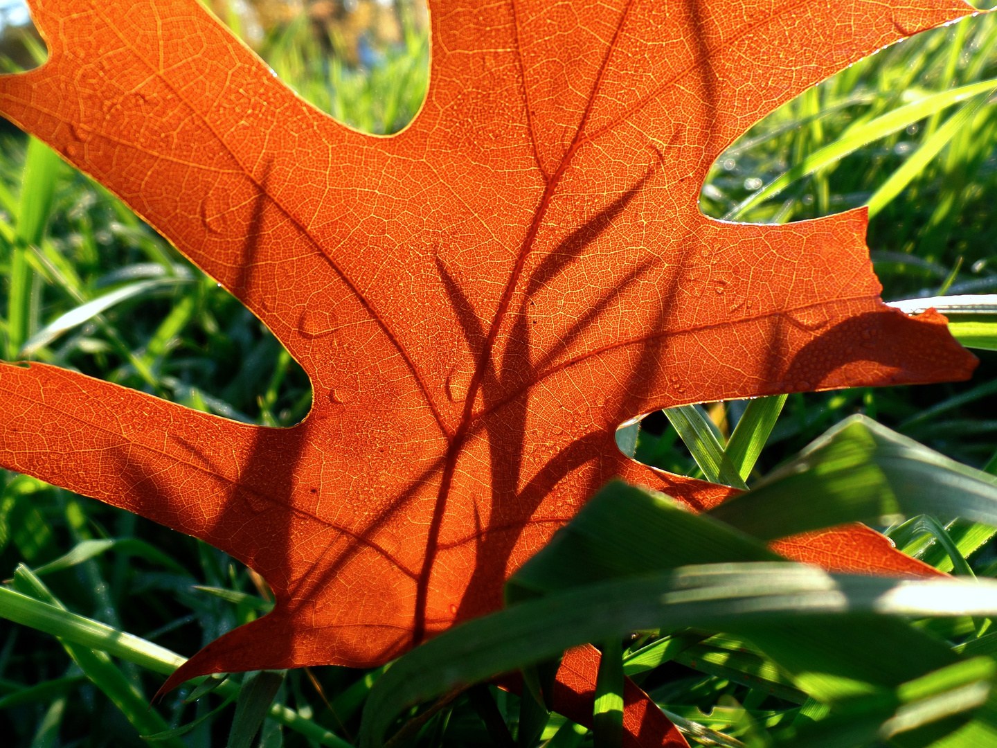 herbstwiese teil 1 von 3