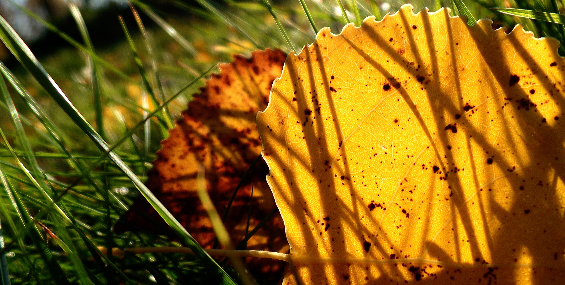 herbstwiese teil 2 von 3