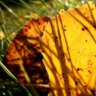 herbstwiese teil 2 von 3