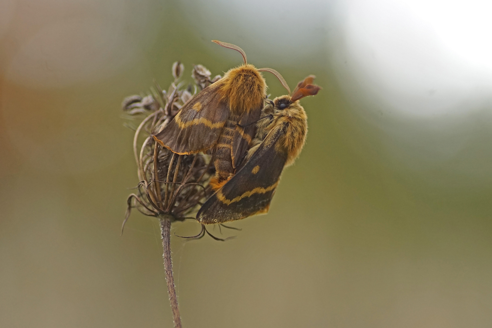 Herbstwiesen-oder auch Habichtskrautspinner (Lemonia dumi)