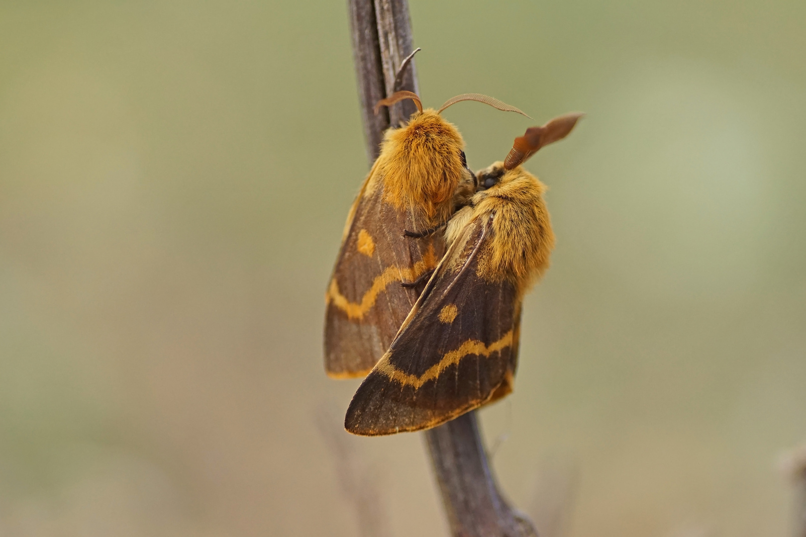 Herbstwiesen-oder Habichtskrautspinner (Lemonia dumi)