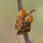 Herbstwiesen-oder Habichtskrautspinner (Lemonia dumi)