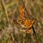 Herbstwiesen-Spinner (Lemonia dumi)