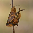 Herbstwiesen-Spinner (Lemonia dumi)