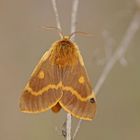 Herbstwiesen-Spinner (Lemonia dumi), Weibchen