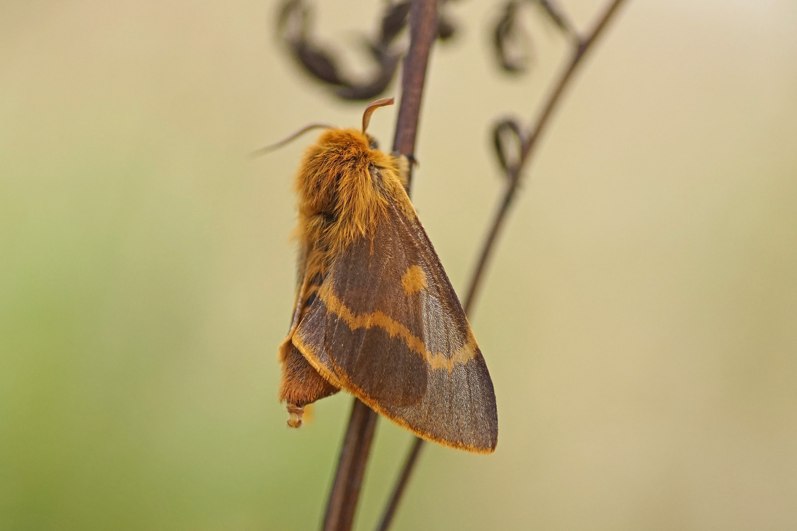 Herbstwiesen-Spinner (Lemonia dumi), Weibchen