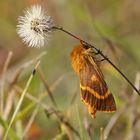 Herbstwiesen-Spinner (Lemonia dumi), Weibchen (Zuchttier)