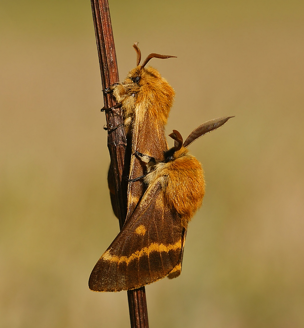 Herbstwiesenspinner (Lemonia dumi) 2/2011