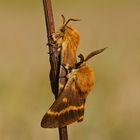 Herbstwiesenspinner (Lemonia dumi) 2/2011