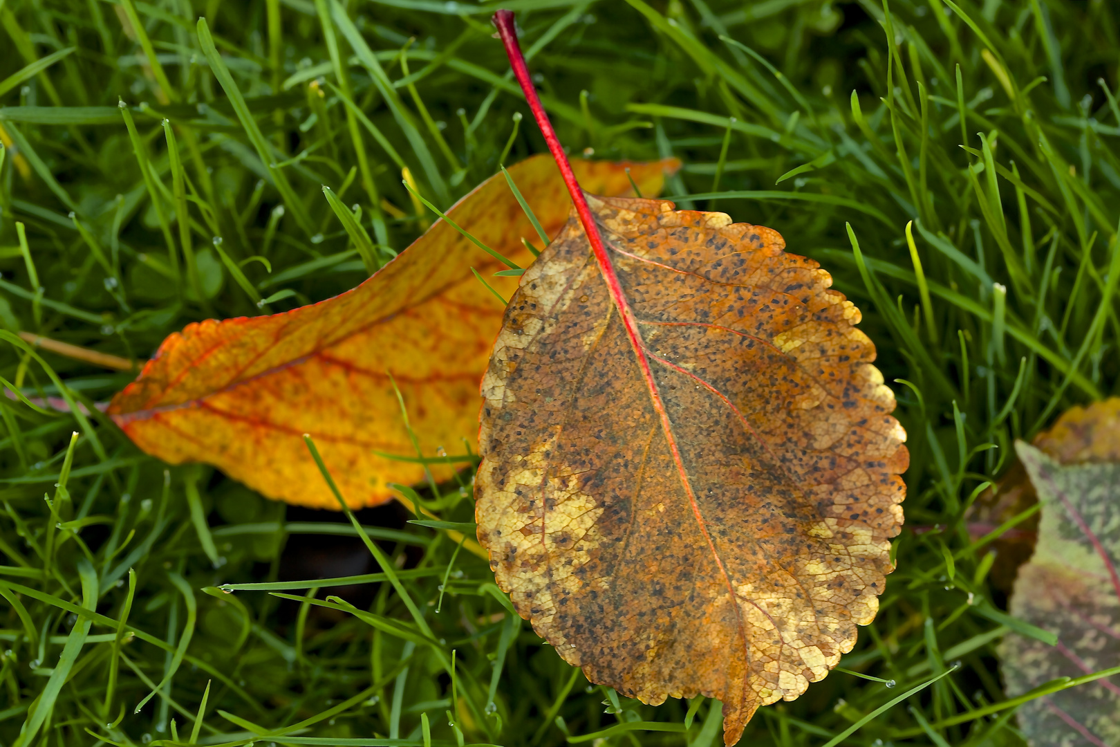 Herbstwiese,soweit man das zu dieser Jahreszeit so nennen kann