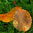 Herbstwiese,soweit man das zu dieser Jahreszeit so nennen kann