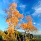 Herbstwind