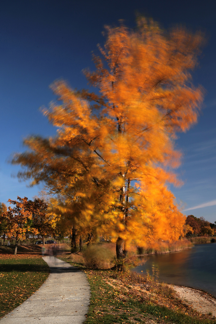 Herbstwind 01