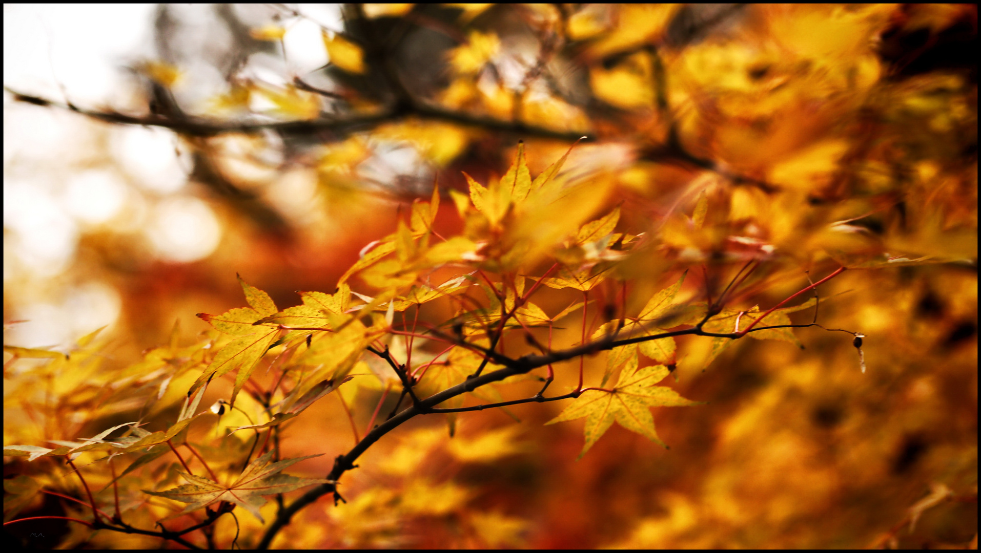 herbst°wind